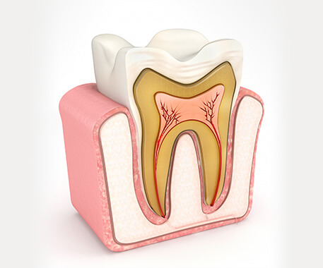 illustration of what the interior of a tooth looks like